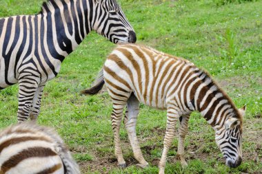 Three zebras Equus quagga are grazing in a grassy field. One of the zebras is a baby. Cabarceno Nature Park. Cantabria, Spain. clipart