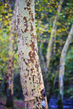 A close-up view of the trunk of a London plane tree (Platanus hispanica) in the Ucieda forest, Cabuerniga valley, Cantabria, Spain. The distinctive bark, with its peeling patches. clipart