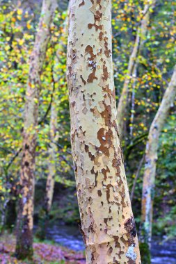 İspanya 'nın başkenti Cantabria' daki Cabuerniga Vadisi 'ndeki Ucieda ormanındaki bir Londra uçak ağacının (Platanus hispanica) gövdesinin yakın görüntüsü. Ayırt edici kabuğu, kabuğu soyulmuş..