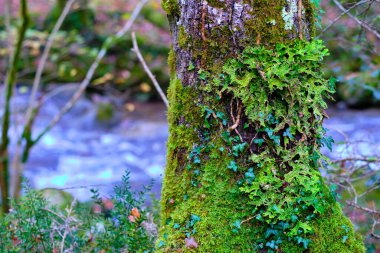 İspanya, Cantabria 'daki Cabuerniga Vadisi' nin yemyeşil ormanındaki yosunlu bir ağaç gövdesini kaplayan canlı bir Lobaria pulmonaria liken manzarası. Ağaç kabuğu liken, yosun ve sarmaşık ile süslenir..