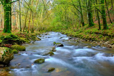 Bayones Nehri 'nin sakin bir görüntüsü Ucieda' daki yoğun bir ormandan geçiyor, Cabuerniga Vadisi, Cantabria, İspanya.