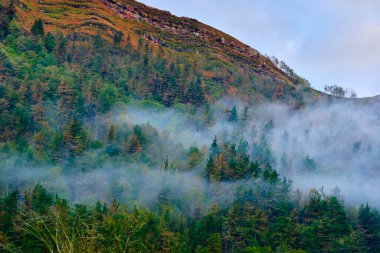 A serene landscape in the Cabuerniga Valley, Cantabria, showcasing a dense forest partially covered in morning mist. clipart