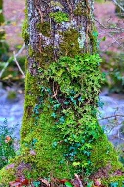 İspanya, Cantabria 'daki Cabuerniga Vadisi' ndeki yosunlu bir ağaç gövdesini kaplayan canlı bir Lobaria pulmonaria liken manzarası. Ağaç kabuğu liken, yosun ve sarmaşık ile süslenir.
