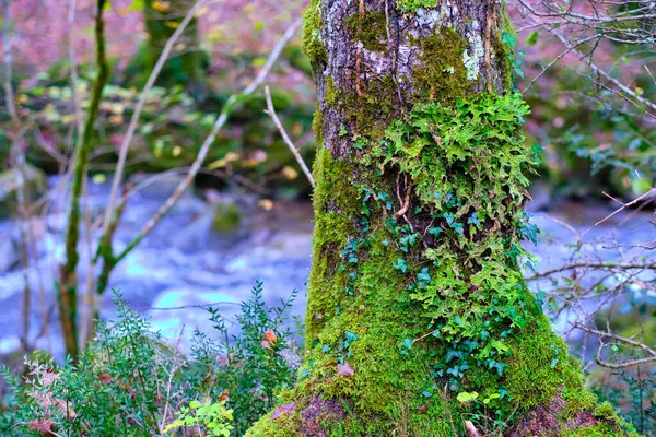 İspanya, Cantabria 'daki Cabuerniga Vadisi' nin yemyeşil ormanındaki yosunlu bir ağaç gövdesini kaplayan canlı bir Lobaria pulmonaria liken manzarası. Ağaç kabuğu liken, yosun ve sarmaşık ile süslenir..