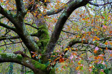 Ucieda, Cabuerniga Vadisi, Cantabria, İspanya 'daki görkemli bir kayın ağacının (Fagus sylvatica) yakın görüntüsü.