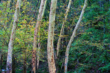 İspanya 'nın Cantabria kentindeki Cabuerniga Vadisi' ndeki Ucieda ormanındaki Platanus Hispanica ya da uçak ağaçlarının manzarası. Ağaçlar, benekli kabukları ve canlı sonbahar yapraklarıyla dimdik ayakta duruyorlar..