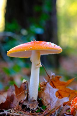 Ucieda, Cabuerniga Vadisi, Cantabria, İspanya 'daki bir meşe ormanında yaprakları dökülmüş, beyaz benekli turuncu-kırmızı şapkasını sergileyen, bir Amanita muscaria' nın yakın plan çekimi ya da tarımsal mantar sineği..