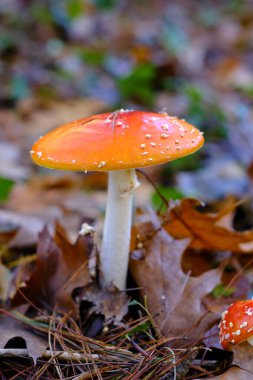 Ucieda, Cabuerniga Vadisi, Cantabria, İspanya 'daki bir meşe ormanında yaprakları dökülmüş, beyaz benekli turuncu-kırmızı şapkasını sergileyen, bir Amanita muscaria' nın yakın plan çekimi ya da tarımsal mantar sineği..