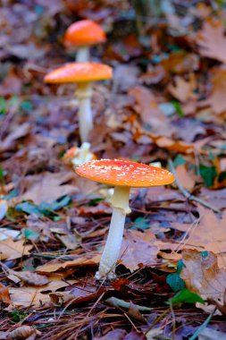 Ucieda, Cabuerniga Vadisi, Cantabria, İspanya 'da bir meşe ormanında düşen yapraklar arasında büyüyen iki Amanita muscaria' ya yakın çekim yapmak veya turuncu başlıklı ve beyaz noktalı agarik mantarlar uçurmak.
