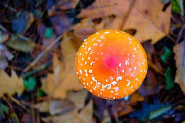 Ucieda, Cabuerniga Vadisi, Cantabria, İspanya 'da bir meşe ormanında Amanita muscaria' nın tepeden tırnağa manzarası ya da tarım mantarı uçurmak ve düşen sonbahar yaprakları..