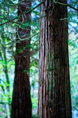 Detailed view of a cypress tree trunk covered in textured bark with green ivy vines climbing up. Ucieda, Cabuerniga Valley, Cantabria, Spain. clipart