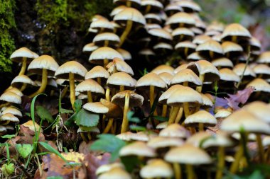 Ucieda 'nın orman tabanında büyüyen yoğun bir Armillaria mantar kümesinin yakın plan görüntüsü, Cabuerniga Vadisi, Cantabria, İspanya.