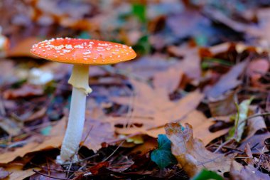 Ucieda, Cabuerniga Vadisi, Cantabria, İspanya 'daki bir meşe ormanında yaprakları dökülmüş, beyaz benekli turuncu-kırmızı şapkasını sergileyen, bir Amanita muscaria' nın yakın plan çekimi ya da tarımsal mantar sineği..