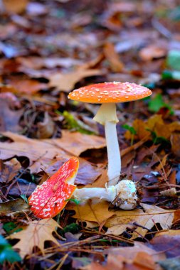 Ucieda, Cabuerniga Vadisi, Cantabria, İspanya 'da bir meşe ormanında düşen yapraklar arasında büyüyen iki Amanita muscaria' ya yakın çekim yapmak veya turuncu başlıklı ve beyaz noktalı agarik mantarlar uçurmak.