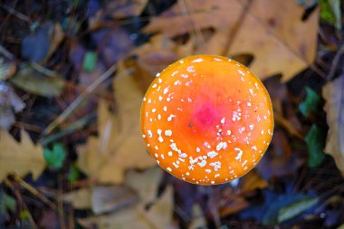 Ucieda, Cabuerniga Vadisi, Cantabria, İspanya 'da bir meşe ormanında Amanita muscaria' nın tepeden tırnağa manzarası ya da tarım mantarı uçurmak ve düşen sonbahar yaprakları..