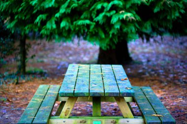 A close-up of a wooden picnic table in a forested area of Ucieda, Cabuerniga Valley, Cantabria, Spain. clipart