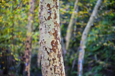 A close-up view of the trunk of a London plane tree Platanus hispanica in the Ucieda forest, Cabuerniga valley, Cantabria, Spain. The distinctive bark, with its peeling patches. clipart