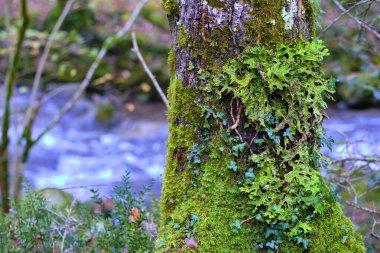 İspanya, Cantabria 'daki Cabuerniga Vadisi' nin yemyeşil ormanındaki yosunlu bir ağaç gövdesini kaplayan canlı bir Lobaria pulmonaria liken manzarası. Ağaç kabuğu liken, yosun ve sarmaşık ile süslenir..