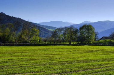 A vibrant green pasture in the scenic Cabuerniga Valley, Cantabria, Spain. The landscape showcases open fields with a backdrop of majestic rolling mountains under a clear blue sky. clipart