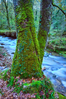 Close-up of moss-covered beech trees by the Bayones River in Ucieda, located in the scenic Cabuerniga Valley, Cantabria, Spain. clipart