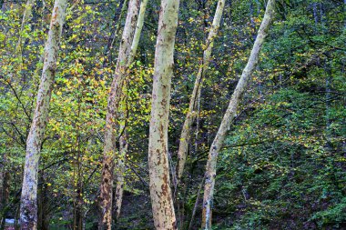 İspanya 'nın Cantabria kentindeki Cabuerniga Vadisi' ndeki Ucieda ormanındaki Platanus Hispanica ya da uçak ağaçlarının manzarası. Ağaçlar, benekli kabukları ve canlı sonbahar yapraklarıyla dimdik ayakta duruyorlar..