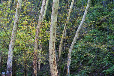 A scenic view of Platanus hispanica, or plane trees, in the Ucieda forest within the Cabuerniga Valley, Cantabria, Spain. The trees stand tall with their mottled bark and vibrant autumn foliage. clipart