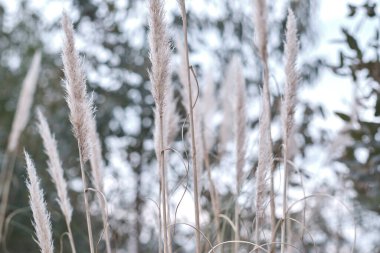 Pampas otları, arka planda bulanık ağaçlarla Cantabria, İspanya 'daki bir tarlada yavaşça sallanıyor.