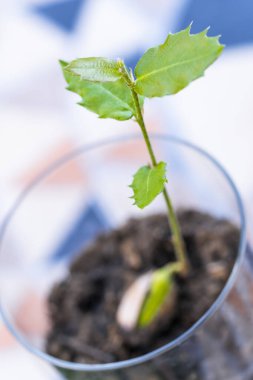 Holly oak sprout growing in a glass with soil, representing new life, growth, and environmental conservation clipart