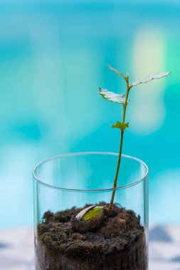 Holly seedling growing in a glass jar with soil, symbolizing growth, nature, and environmental awareness clipart