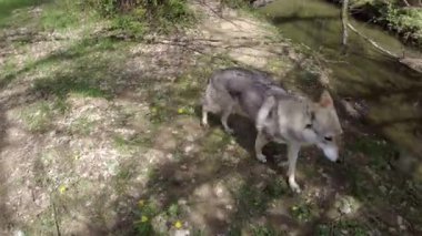 Çekoslovakya kurt köpeği küçük bir nehrin kıyısını keşfediyor. Sabando nehri. Alava, Bask bölgesi, İspanya. Yüksek kalite 4k görüntü