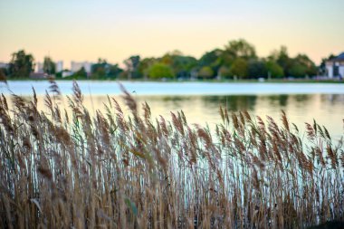 Gün batımında rüzgârda sallanan sazlıklar huzurlu ve doğal bir manzara yaratıyor. Colindres, Cantabria, İspanya