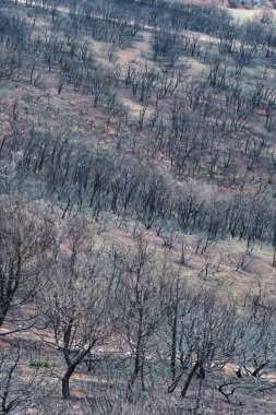 Charred trees and vegetation on a mountain slope following a devastating wildfire. Legarda, navarra, spain clipart