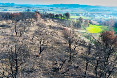 Legarda, Navarre 'daki bir yamacı kaplayan yanmış ağaçlar, yıkıcı bir yangından sonra, iklim değişikliğinin etkisini vurguluyor.