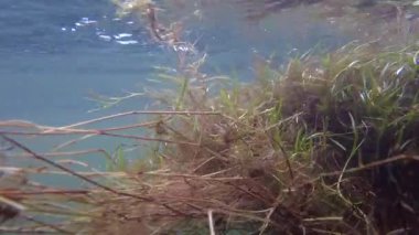 Biyolog Ega Nehri, Navarre ve İspanya 'daki su bitkileri üzerinde çalışıyor. Yüksek kalite 4k görüntü
