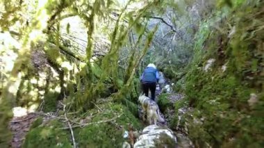Yürüyüş yapan kadın ve köpeği ormanda dar bir patikada yürüyorlar. Obantzea vadisi, argüman, Navarre, İspanya. Yüksek kalite 4k görüntü