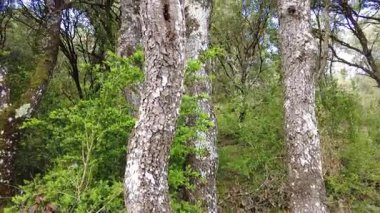 Güneş ışığı olgun meşe ağaçlarından oluşan sık bir ormanın gölgesinden süzülür. Ayegui, Navarre, İspanya