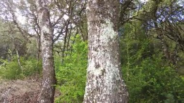 Güneş ışığı gölgelikten süzülerek, dokulu kabuğu ve canlı yeşil çalılıkları aydınlatıyor. Ayegui, Navarre, İspanya