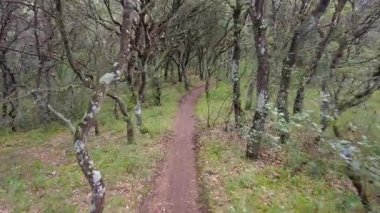 Sakin bir ormanın ortasında dolambaçlı bir toprak yol boyunca sakin bir yolculuk. Ayegui, Navarre, İspanya