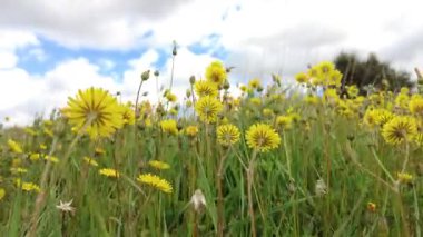 Hafif bulutlu bir gökyüzünün altında, sarı karahindiba dolu bir çayır Taraxacum resmi çiçekleri. Ayegui, Navarre, İspanya