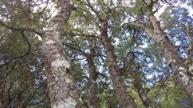 Güneş ışığı, yoğun bir meşe ormanının tepe örtüsünün içinden süzülerek dokulu kabuğu ve canlı yeşil yaprakları aydınlatır. Ayegui, Navarre, İspanya