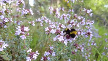 Bumblebee kekik çiçeklerini güneşli bir çayırda tozlaştırıyor. Ayegui, Navarre, İspanya