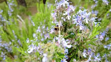 Bumblebee biberiye çiçeklerinden polen topluyor. Yüksek kalite 4k görüntü
