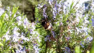 Bumblebee güneşli bir tarlada biberiye çiçeklerinden polen topluyor. Yüksek kalite 4k görüntü