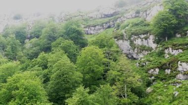 Yeşil kayın ağaçları dik, kayalık bir dağ yamacında büyür ve canlı bir doğal manzara yaratır. Soba vadisi, Cantabria, İspanya. Yüksek kalite 4k görüntü