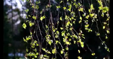 Genç huş ağaçları güneşli bir günde rüzgarda hafifçe sallanırlar. Yüksek kalite 4k görüntü