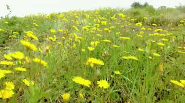Mavi gökyüzünün altındaki yeşil tepeyi kaplayan sarı karahindiba tarlası Taraxacum officinale çiçekleri. Ayegui, Navarre, İspanya