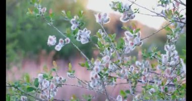 Close-up of delicate pussy willow branches swaying gently in a breeze during golden hour. High quality 4k footage