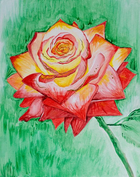 Drawing Bright Red Fragrant Rose Big Bud Opened Gift Love Лицензионные Стоковые Фото