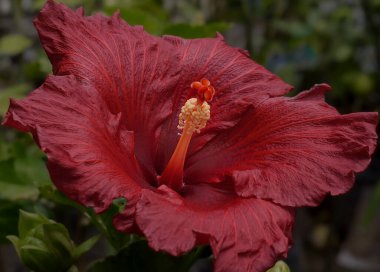 The hibiscus is an unmistakable shrub due to its large flower and intense colors, very popular in gardening.