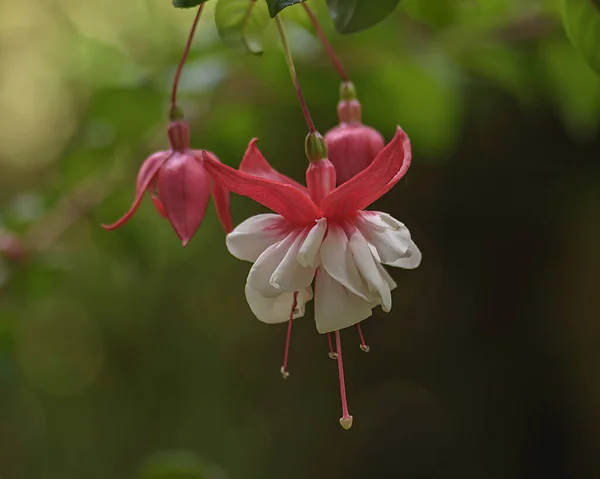 The fuchsia is a medium shrub that draws attention for the beauty and intensity of the color of its hanging flowers.